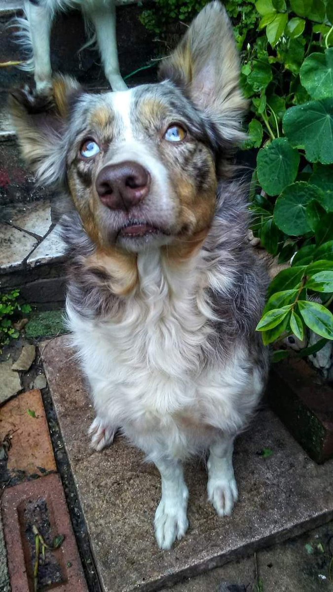 WetnoseShow's tweet photo. More Fabulous #wetnoseanimalaid #competition Entries today 
Enter your Pets to our #free #SecondLockdown #competition here: https://t.co/NfueMCGimE https://t.co/T1mcHGl4y3