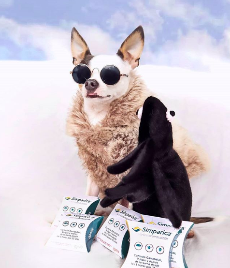 heyhelpanimals's tweet photo. 4. Blaujean es uno de los chihuahas con más estilo que vas a ver en toda tu vida. A través de sus historias, podrás notar sus hermosos outfits, lo berrinchudo que es y además, te dará tips de cómo cuidar a esta raza tan delicada. ¡Síguelo, estamos seguras que sonreirás!

#EPD2020 https://t.co/9z5Fw32mA8