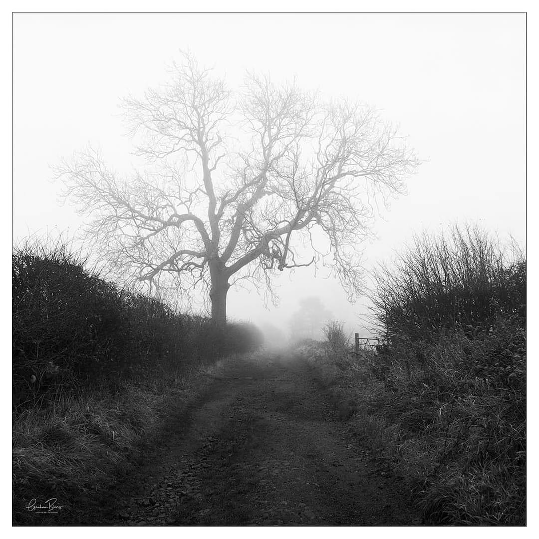 GBsnapper's tweet photo. Wellands Lane on a foggy morning this week in Scholes, Cleckheaton West #Yorkshire. Fuji Acros B&amp;W film using 1971 #Hasselblad 500c. Prints available on my site. #fog #landscapephotography #filmphotography #shootfilmbenice #lovefilm #filmfeed #analogfilm
https://t.co/6d9f7T73Qw https://t.co/GSPRseWnWK