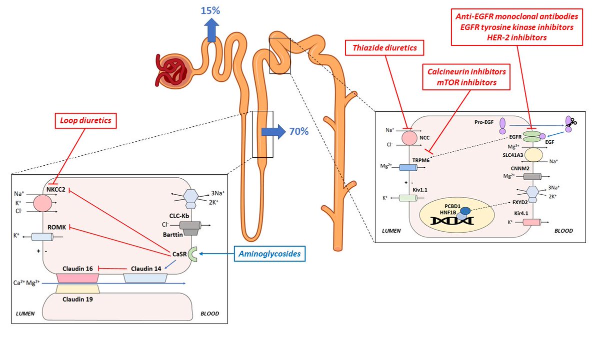 ASN Kidney360 tweet media