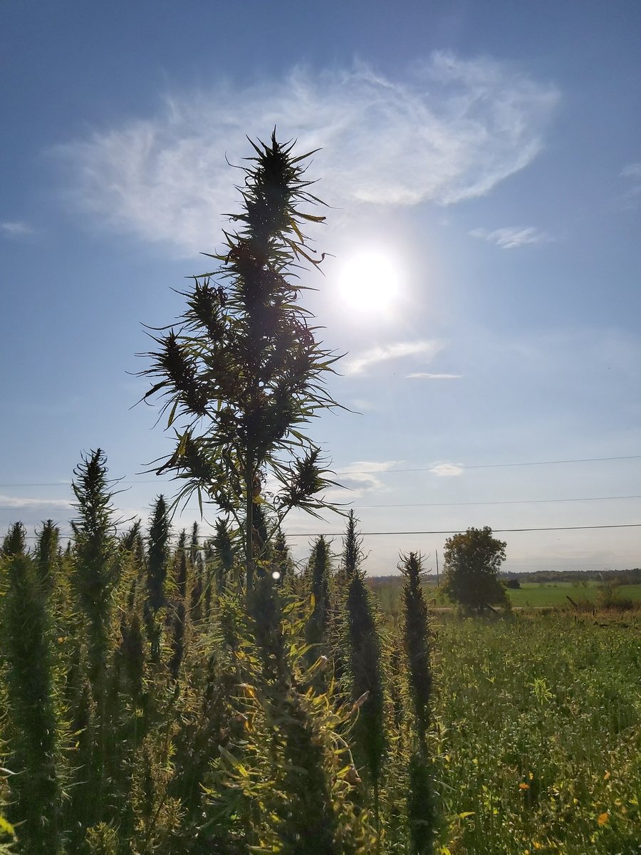 It's not too late... <a href="/CanadaHemp/">Canadian Hemp Trade Alliance</a> National #Hemp Conference starts tomorrow morning!
x.com/UniSeeds/statu…