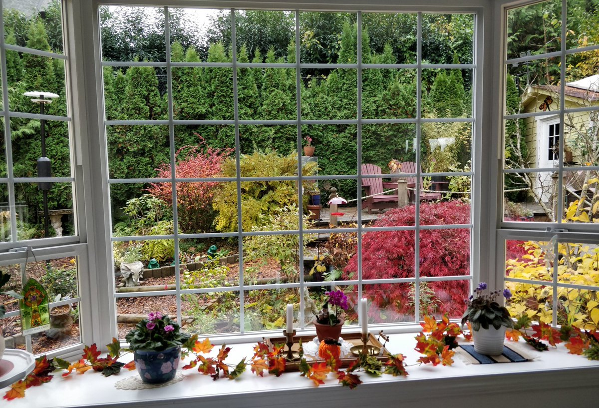 WhiteRockGarden's tweet photo. Virtual Parlour Show Nov. 2020 Category 11 Photo Contest
A Scene From Your Garden 
M13 From my favourite chair
#whiterockgardenclub #gardenclub #parlourshow #gardenclubs
#gardening #showbench #surreybc #whiterockbc https://t.co/jpwWq0AGIN