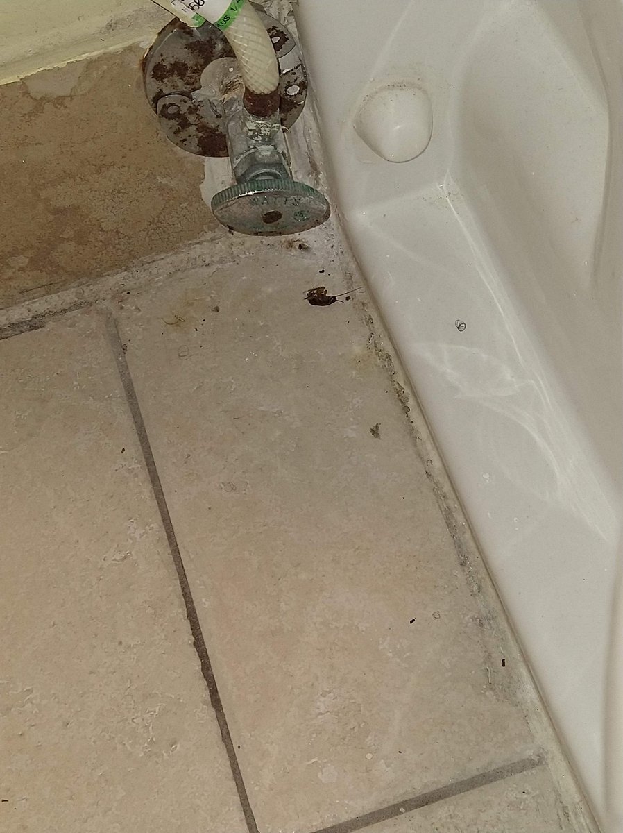 Mardi_Graszz's tweet photo. https://t.co/z4AsDSNAhJ