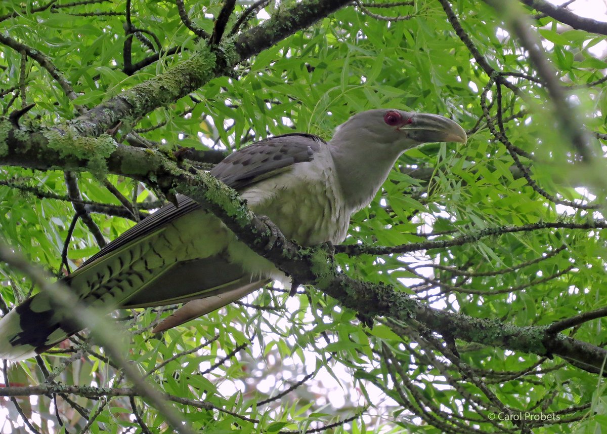 carolprobets's tweet photo. The world's largest parasitic cuckoo, and possibly the loudest, is here in force this year. The local magpies and currawongs are not happy! #ChannelbilledCuckoo #WildOz #birding https://t.co/HFMft6U3AU