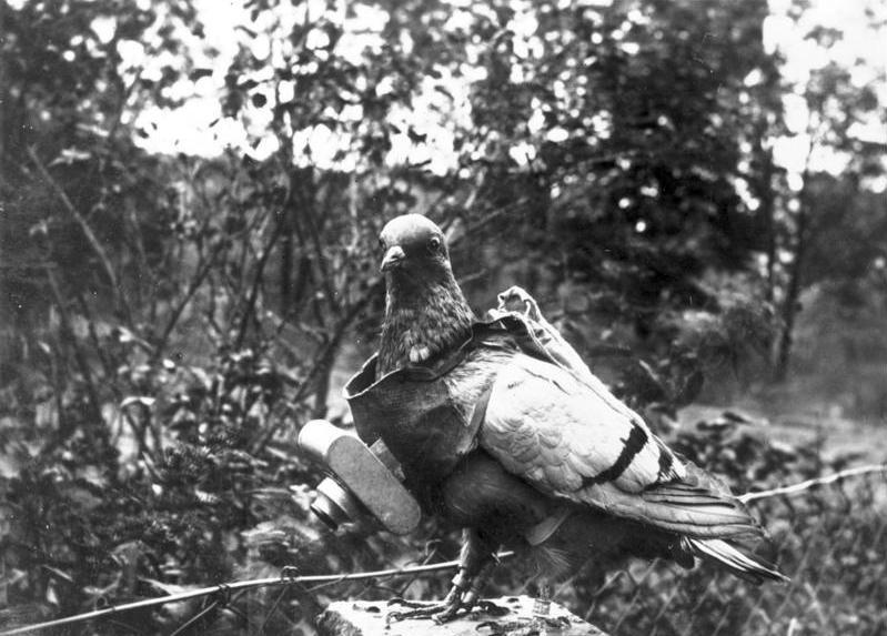 LigueDesAnimaux's tweet photo. 🕊️Les oubliés de la Première Guerre mondiale (équidés, chiens, pigeons, ânes et mules). 

Des millions d'animaux morts pour la France. 

#11november https://t.co/t8PzmkCoJ0
