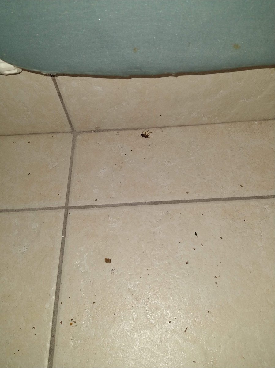 Mardi_Graszz's tweet photo. @daysinn  I WAS TOLD MY 8TH NIGHT WAS FREE WITH A REWARDS MEMBERSHIP INSTEAD I GOT A DIRTY ROOM WITH ROACHES AND DISGUSTINGLY disrespectful HOTEL STAFF and customers service management SHOULD HAVE WENT TO THE @HiltonHotels

@Mardi_Graszz @daysinn @DaysInnMCO @LQ @WyndhamHotels https://t.co/ZEtZEL4Fnm