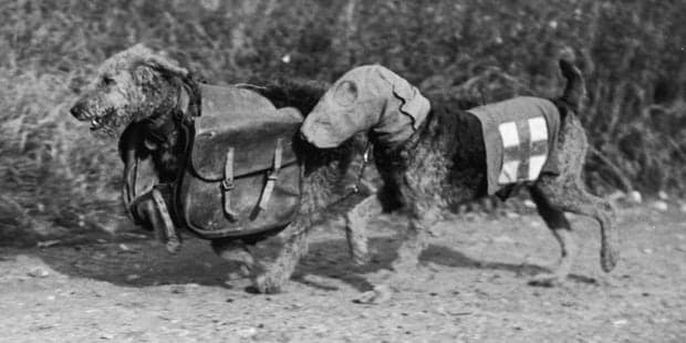 LigueDesAnimaux's tweet photo. 🕊️Les oubliés de la Première Guerre mondiale (équidés, chiens, pigeons, ânes et mules). 

Des millions d'animaux morts pour la France. 

#11november https://t.co/t8PzmkCoJ0