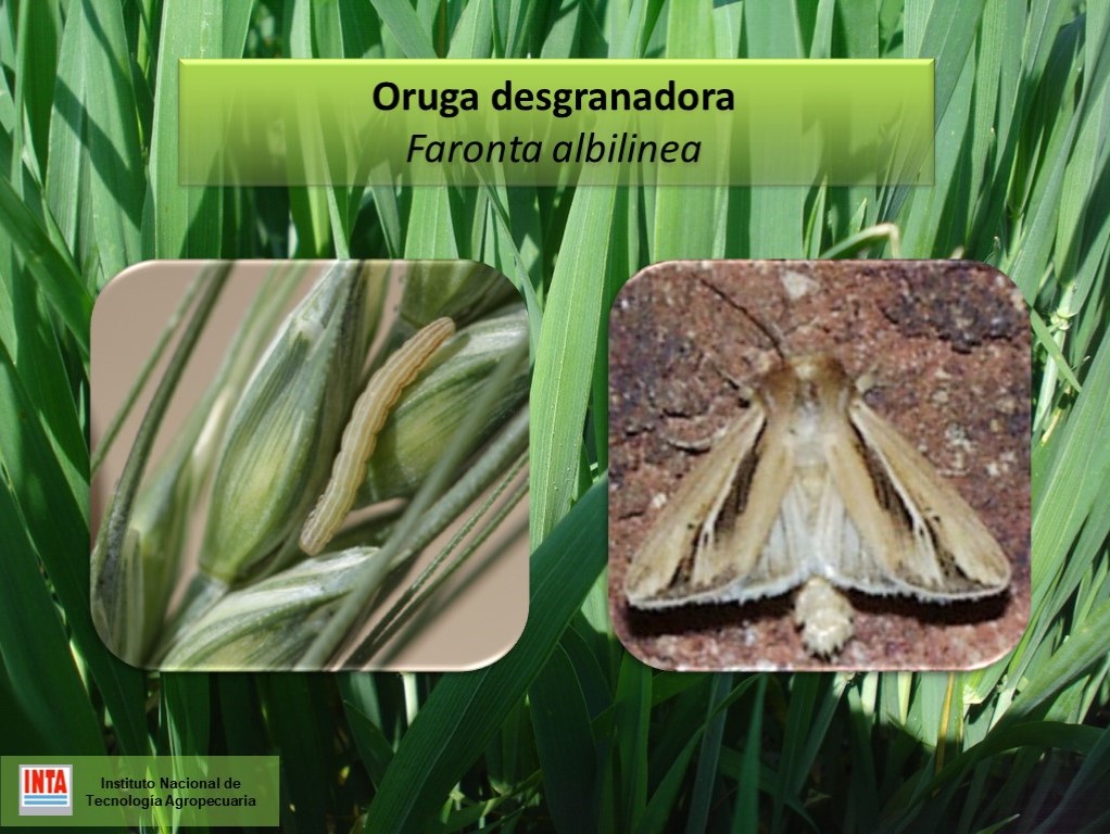 marianoluna79's tweet photo. Isocas en Trigo
A monitorear
No nos descuidemos falta poco y este año es de seca, por lo tanto vamos a tener que convivir con los Artrópodos plaga.
Les dejo los umbrales para trigo de dos amigas, Faronta albilinea y Pseudaletia sp. https://t.co/kF29oBud3Q
