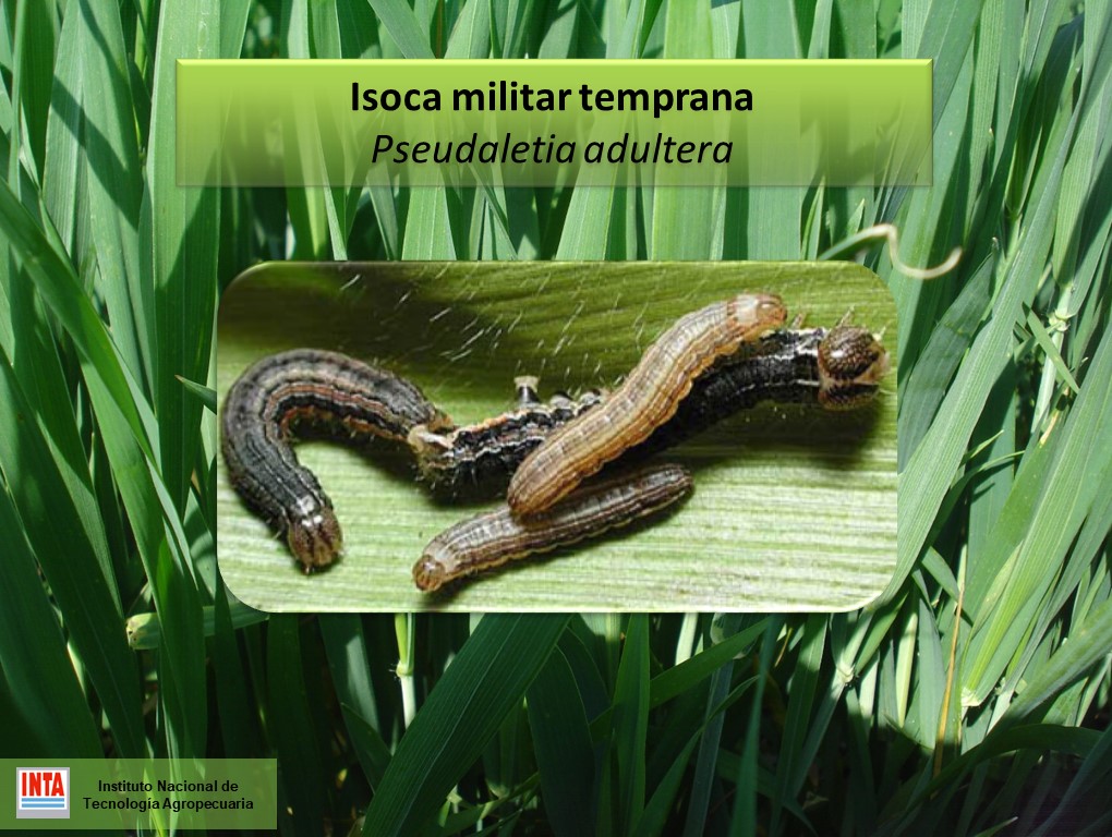 marianoluna79's tweet photo. Isocas en Trigo
A monitorear
No nos descuidemos falta poco y este año es de seca, por lo tanto vamos a tener que convivir con los Artrópodos plaga.
Les dejo los umbrales para trigo de dos amigas, Faronta albilinea y Pseudaletia sp. https://t.co/kF29oBud3Q