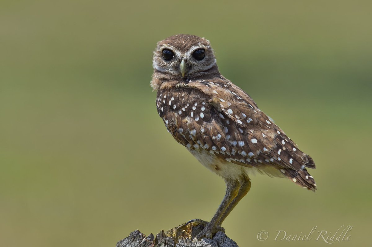 This young one however....This one decided it wanted to do its own thing. You can see how dark the eyes are still and it is yet to be banded.