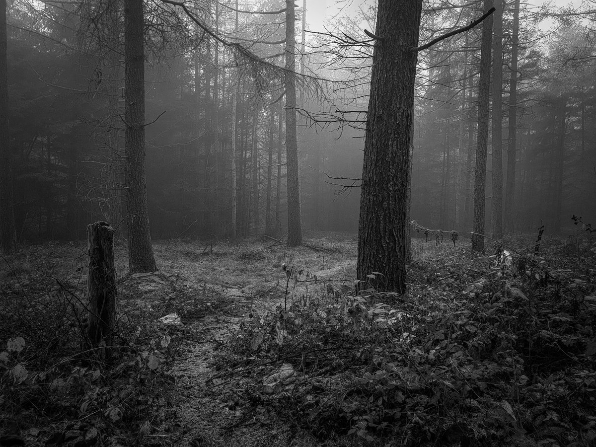 WhaleNinja's tweet photo. A walk through Darwin Forest, Derbyshire

#matlock #derbyshire #derbyshiredales #peakdistrict #woods #woodland #woodlandwalk #walk #trees #forest #blackandwhite #photo #photography #explore #exploring

https://t.co/WeviCEg9Fy https://t.co/FTyTJxrfDm