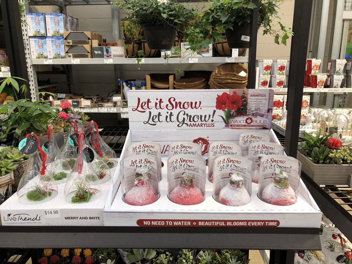 It wouldn’t be the holidays at Lowe’s without the return of the Battlefield WAXT Amaryllis Bulbs, a Lowe’s customer favorite!                            <a href="/LBishPlants/">Lora Bishop</a> #Lowes <a href="/LowesSteveh/">steve hahn</a> <a href="/TipToeTyler/">Tyler Combs</a> <a href="/BattlefieldFarm/">Battlefield Farms</a> @AlanFBattlefie1 @ToddS_BFF