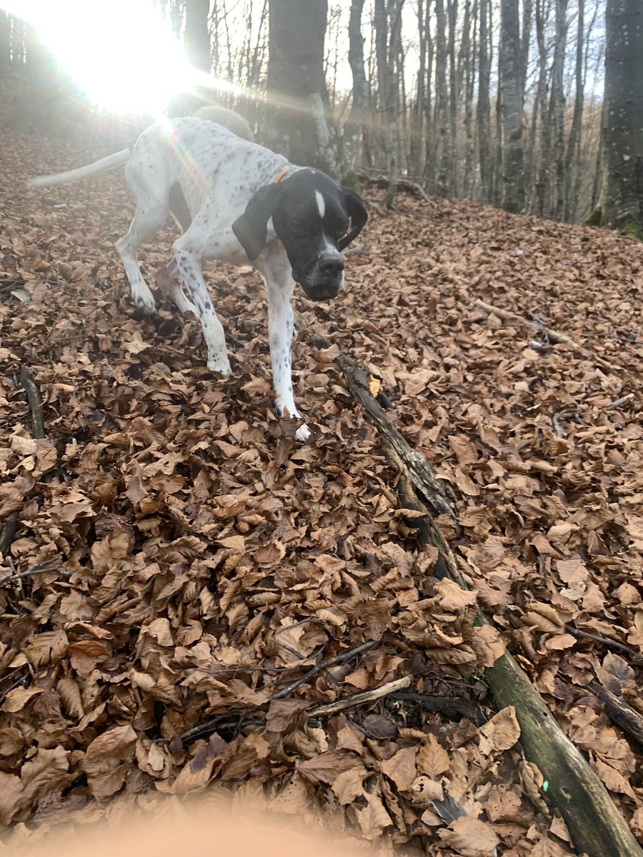 chiaro20's tweet photo. Non vedevo l’ora... 🤩🤩🤩 #offseason #truffle #autumnvibes #forest #dog #passion https://t.co/l5tGSxf6NZ