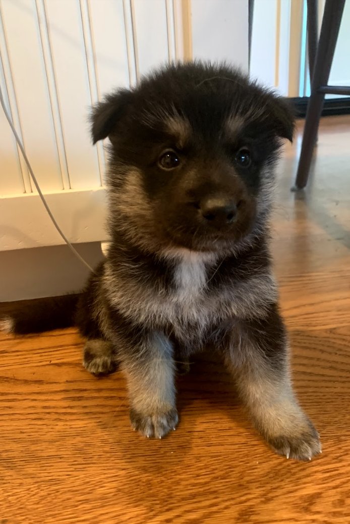 hansel and gretel at 4 weeks and 12 weeks!