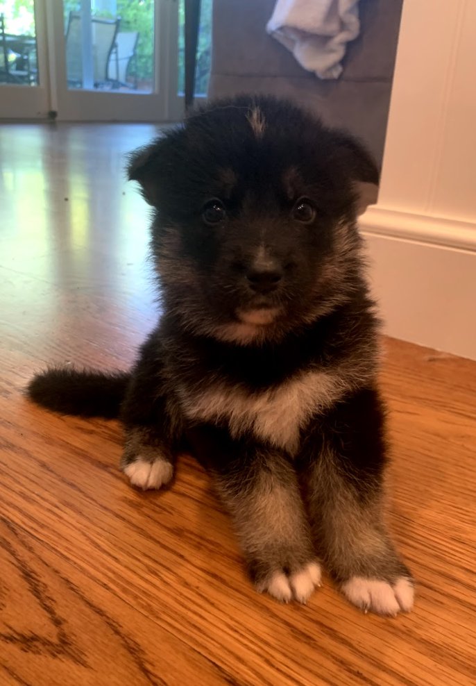 hansel and gretel at 4 weeks and 12 weeks!