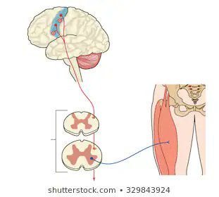 HOW DOES THIS HAPPEN???Your muscles are controlled by inputs from nerves. These run from:- Brain - Spinal Cord - Muscle Tissue In both directions. Strength= Combination between muscle size, and your nervous systems adaptations.