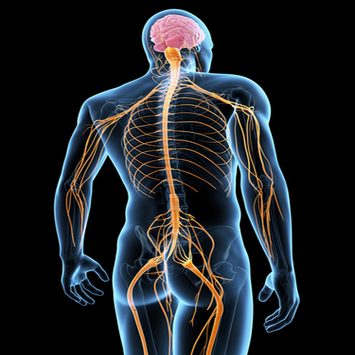 HOW DOES THIS HAPPEN???Your muscles are controlled by inputs from nerves. These run from:- Brain - Spinal Cord - Muscle Tissue In both directions. Strength= Combination between muscle size, and your nervous systems adaptations.