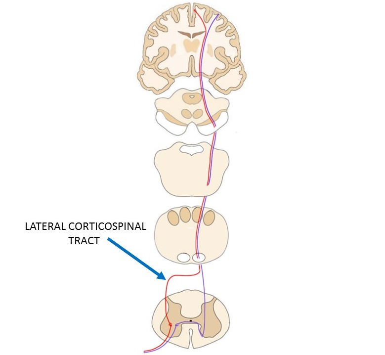 Now, These nerves, run down the same side of the spinal cord, but also CROSS OVER, within the spinal cord.Because of this cross-over, a muscles that isn't used can still have stronger nerve signals communicating with itThrough the spinal cord.