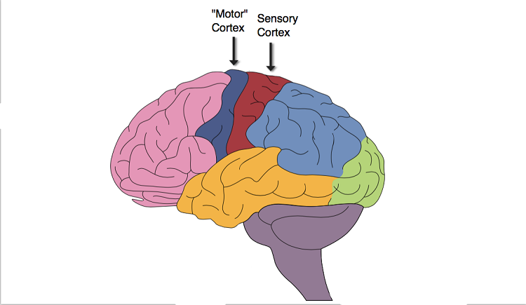 Therefore, becoming more efficient in a movement:- Increasing nerve activity in the motor cortex (Brain)- This efficiency in 1 limb is carried over to the other side also. Motor cortex changes occur, and have been shown to be ACTIVE on both sides, when only training 1 side.