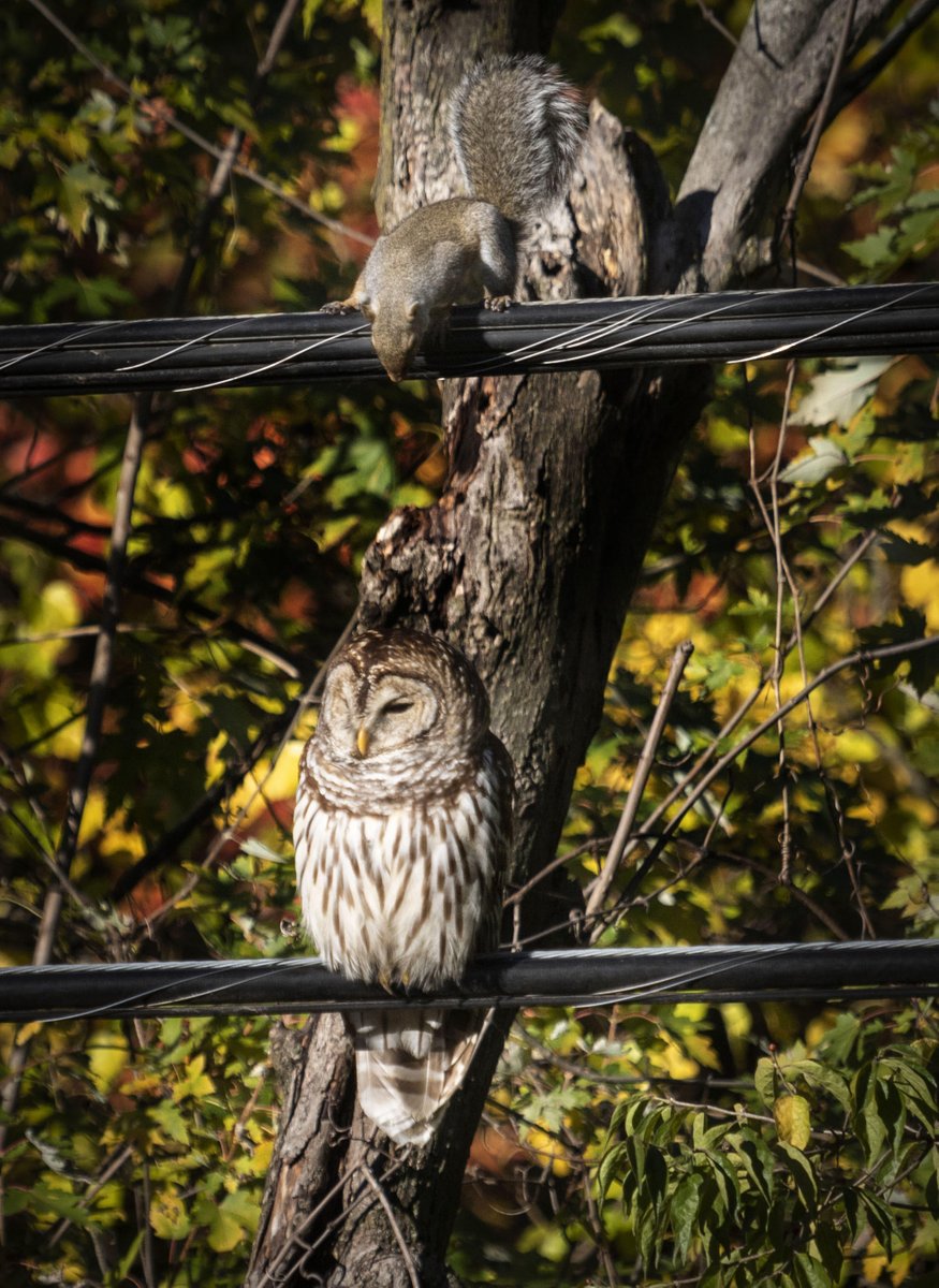 Times photographer Diana Linsley captured these photos of a Barred owl that was visiting in the back yard of her home in Crestwood! She said the other animals weren't necessarily happy to see him, but that didn't seem to bother the owl.