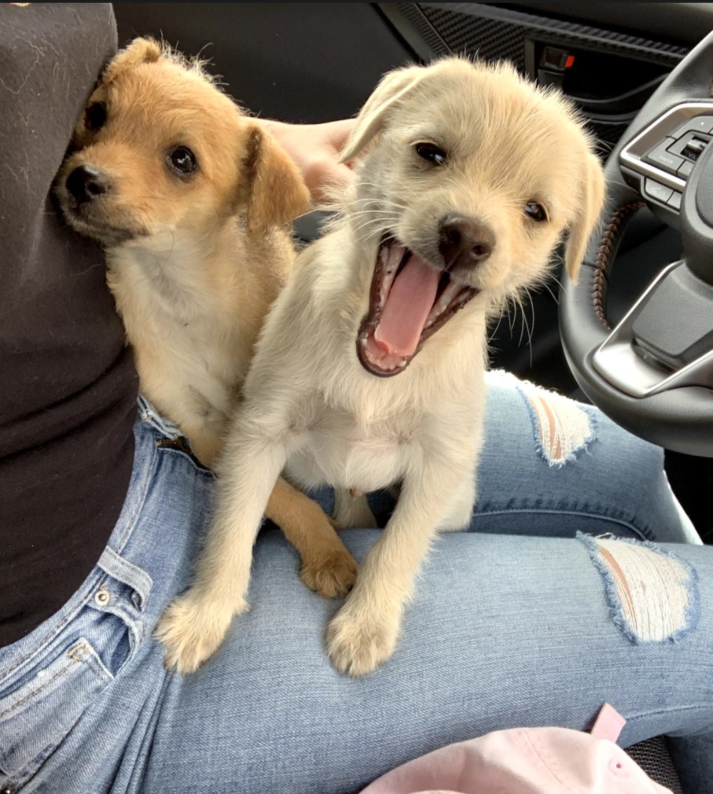 john mulaney and bill hader!