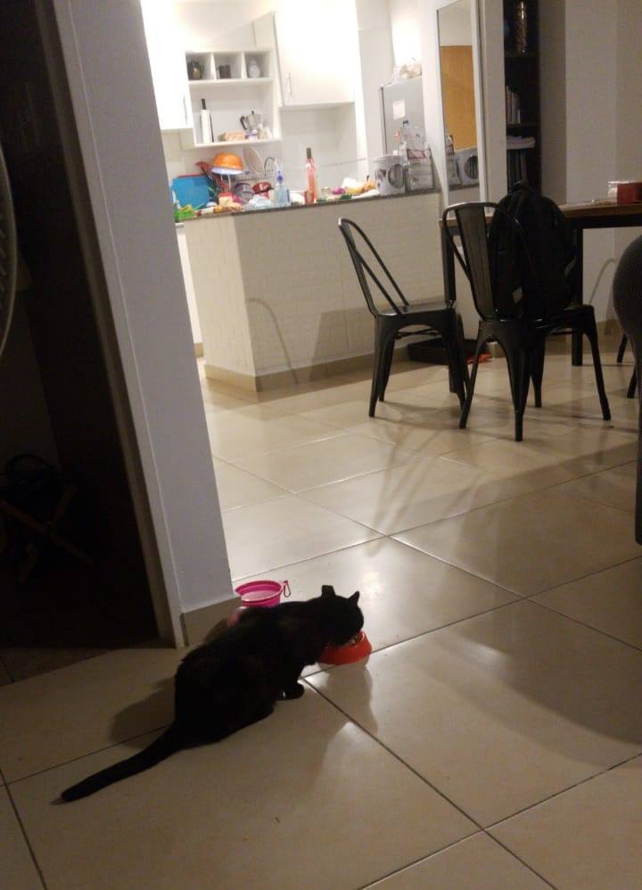 DeGatitos_'s tweet photo. #DonCachettesII
Noticias de Mofletes...
Comiendo atuncito...muy vago y cariñoso duerme en la cama grande..
Todo un rey el presumido burgués!!!
Cerrame la 4 !!!!! https://t.co/ZpH496jJfl