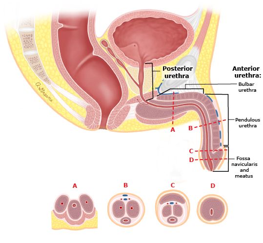 Sum basic yang kurangkum dari pengamatan yang asli+referensi dari teori.Liat uratnya sama penampang batangnya referensi gambar: 1) https://www.drcharlesosterberg.com/urethral-stricture2) https://www.sciencephoto.com/media/144654/view/male-reproductive-system
