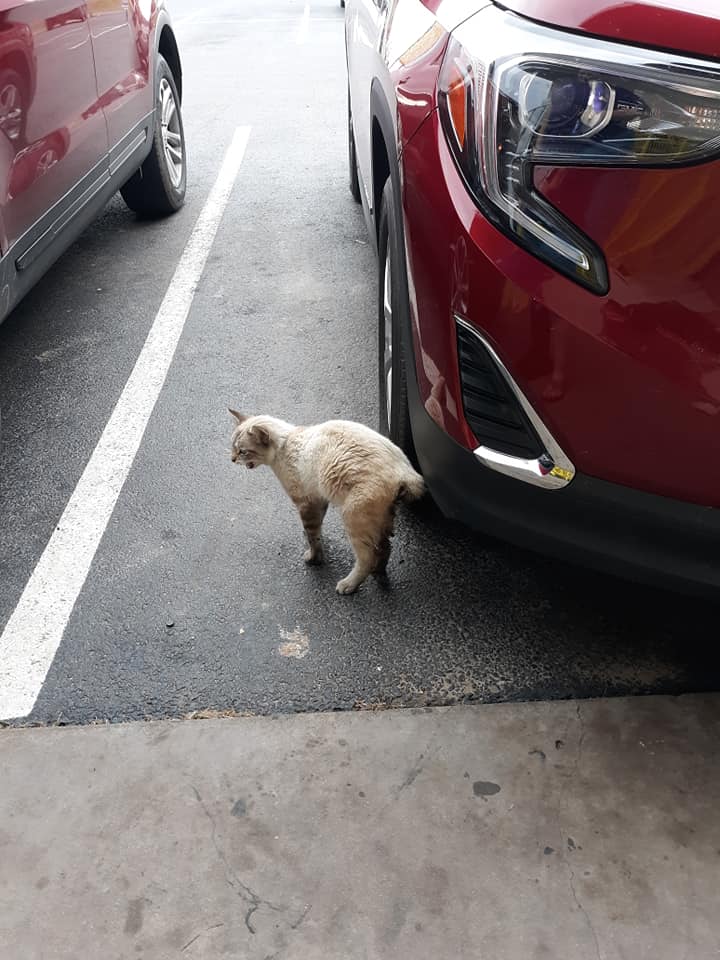 PeterAskin1's tweet photo. Homeless kitty in #EmoryTX needs a home! Looks like a lynx point Siamese with a Manx stumpy tail! This very friendly cat is hanging around the Dollar General store & must get off the street now! Any anipals in those parts who can help? URGENT!
https://t.co/v1oSpZsglk https://t.co/i12riabxb2