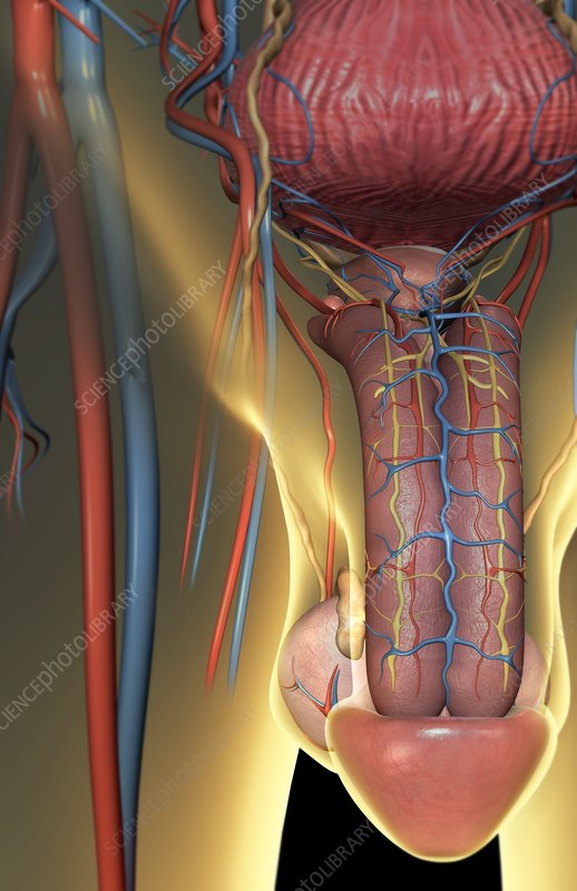 Sum basic yang kurangkum dari pengamatan yang asli+referensi dari teori.Liat uratnya sama penampang batangnya referensi gambar: 1) https://www.drcharlesosterberg.com/urethral-stricture2) https://www.sciencephoto.com/media/144654/view/male-reproductive-system