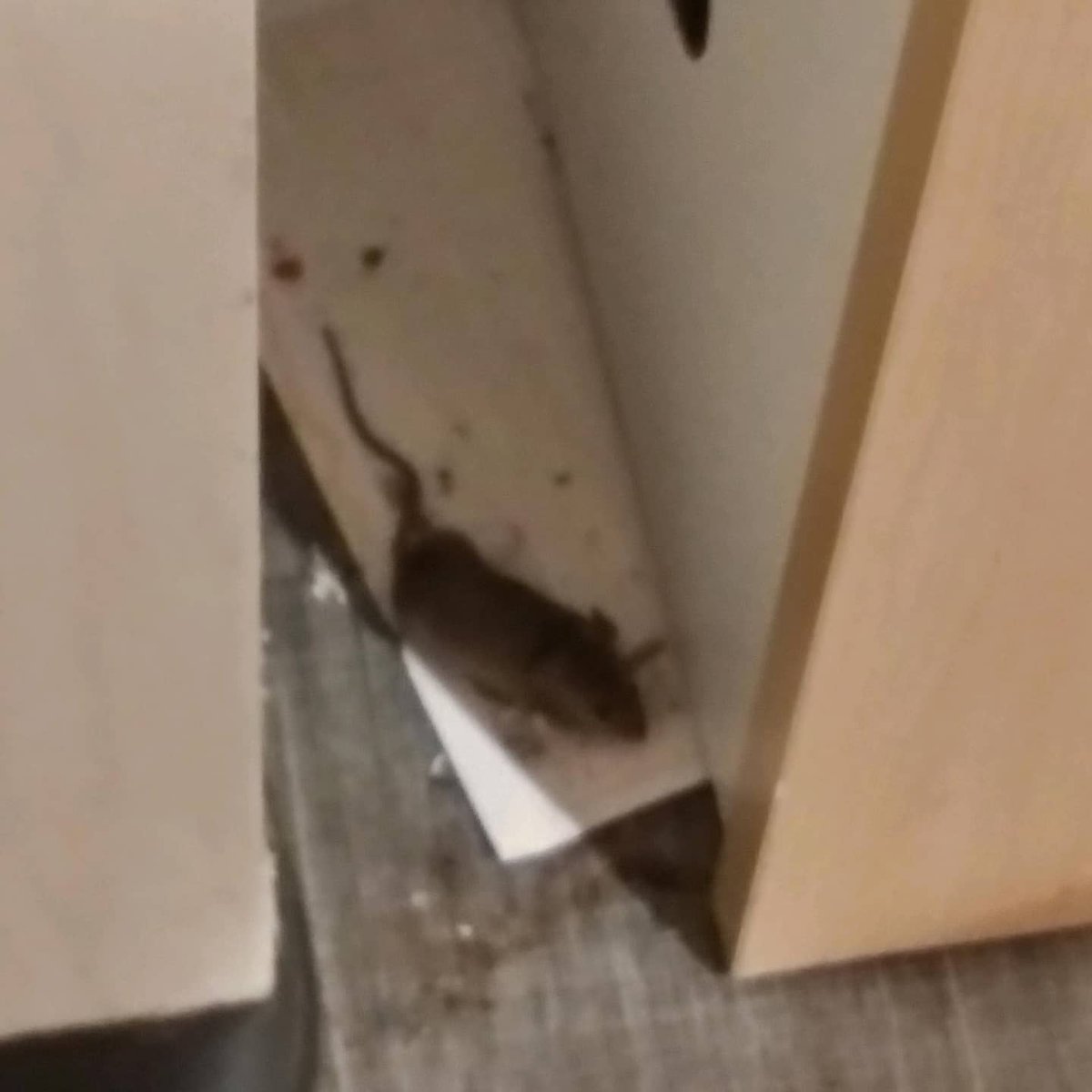Good7vsEvil13's tweet photo. This is a family shelter in #DC The Kennedy, 5505 5th St NW. Is this what we are subjecting families too? I heard there's no heat too @MayorBowser something needs to be done. @fox5dc @ABC7News @wusa9 @nbcwashington Someone needs to investigate this ASAP https://t.co/doIx2CleMY