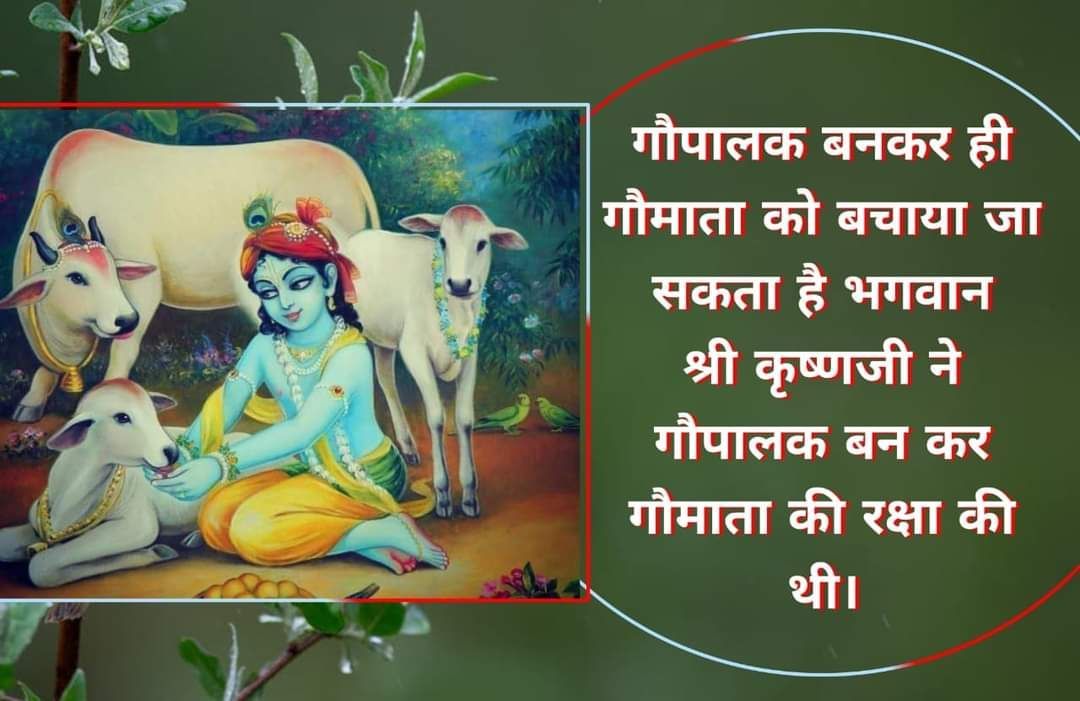 <a href="/YssSpeaks/">Young India Speaks</a> #गावो_विश्वस्य_मातरः
Sant Shri Asharamji Bapu  बताते हैं
Benefits of Desi Gaay अनेकों हैं, गाय में सूर्य केतु नाड़ी होती है जो सूर्य किरणों को अवशोषित कर स्वर्णक्षार बनाती है जो उसके दूध में पाया जाता है, तभी गाय का दूध धरती का अमृत है।