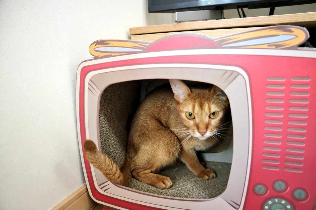 LUCKYTRUCK4's tweet photo. 【今日のロシアビ🐾】Today's Cats
奪い合い。Fighting over. #russianblue #abyssinian #fightover #tv #lifewithcats #catstagram #ロシアンブルー #アビシニアン #猫のいる暮らし #キッチンカー #看板猫 #ロシアビ 

#HaveaLuckyDay 
https://t.co/CuWIwROBTI https://t.co/jHln0Lrxq4