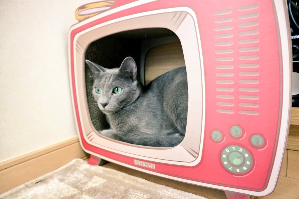 LUCKYTRUCK4's tweet photo. 【今日のロシアビ🐾】Today's Cats
奪い合い。Fighting over. #russianblue #abyssinian #fightover #tv #lifewithcats #catstagram #ロシアンブルー #アビシニアン #猫のいる暮らし #キッチンカー #看板猫 #ロシアビ 

#HaveaLuckyDay 
https://t.co/CuWIwROBTI https://t.co/jHln0Lrxq4