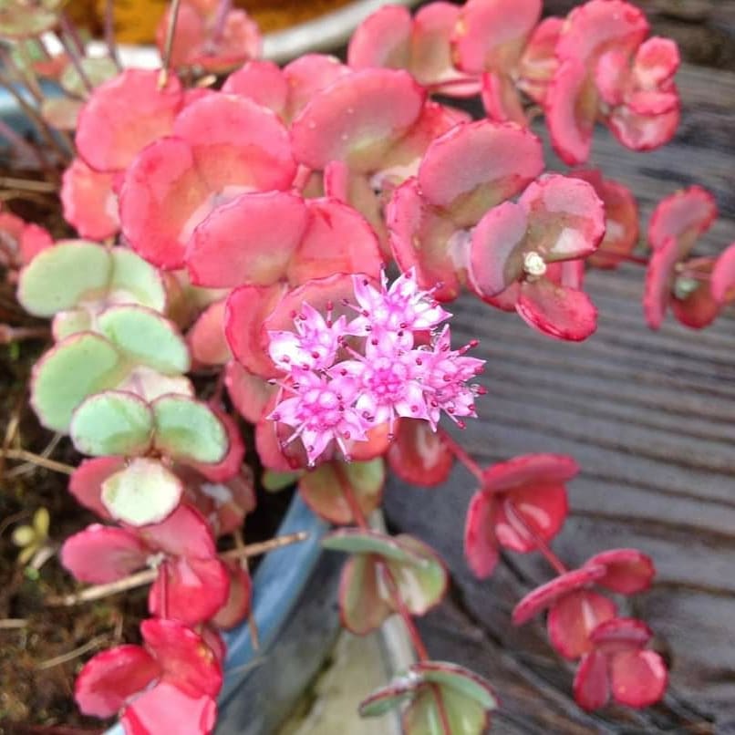 Haikake's tweet photo. ベンケイソウに花がさき、紅葉も。 https://t.co/eBICJZPzvR