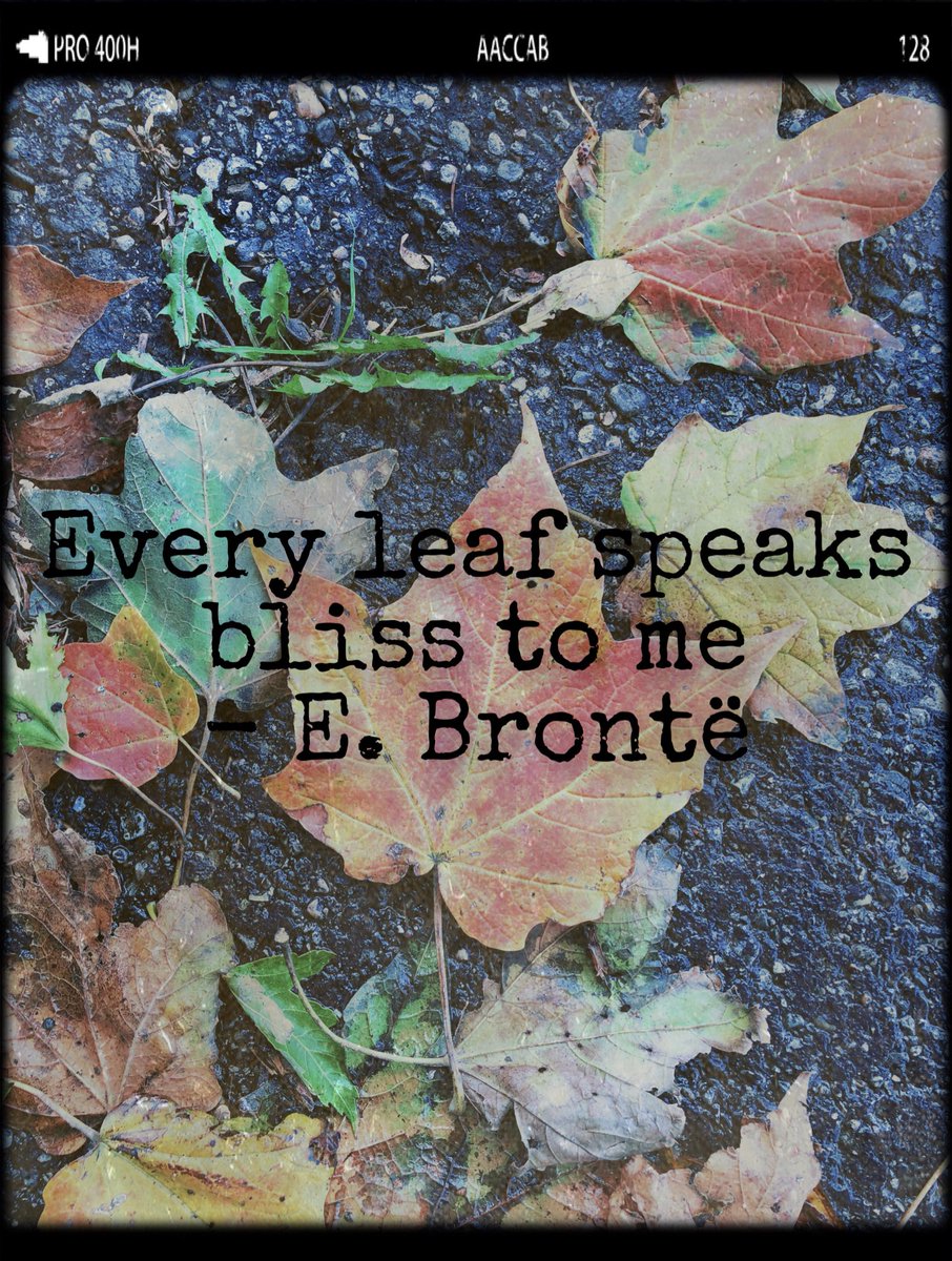 johnyzgurl's tweet photo. Every leaf... https://t.co/tETu0kxYml