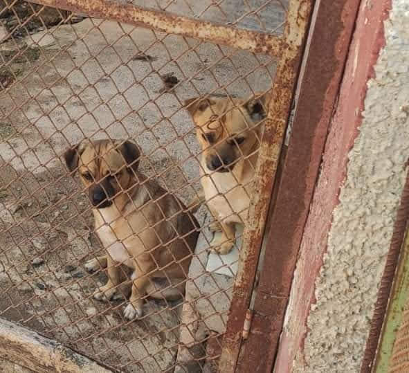 LASAnimal's tweet photo. #CHIQUE y #MICKY estaban solitos en mitad del campo, una chica los tiene en una parcela, no es lugar segur, si quieres dar un hogar a cualquiera de los 2
ℹ️👉 https://t.co/8B0iGAVUur /
https://t.co/1lPsnkm5zl
✍️📧👉 adopcion.lasanimal@gmail.com https://t.co/736mldYqiz