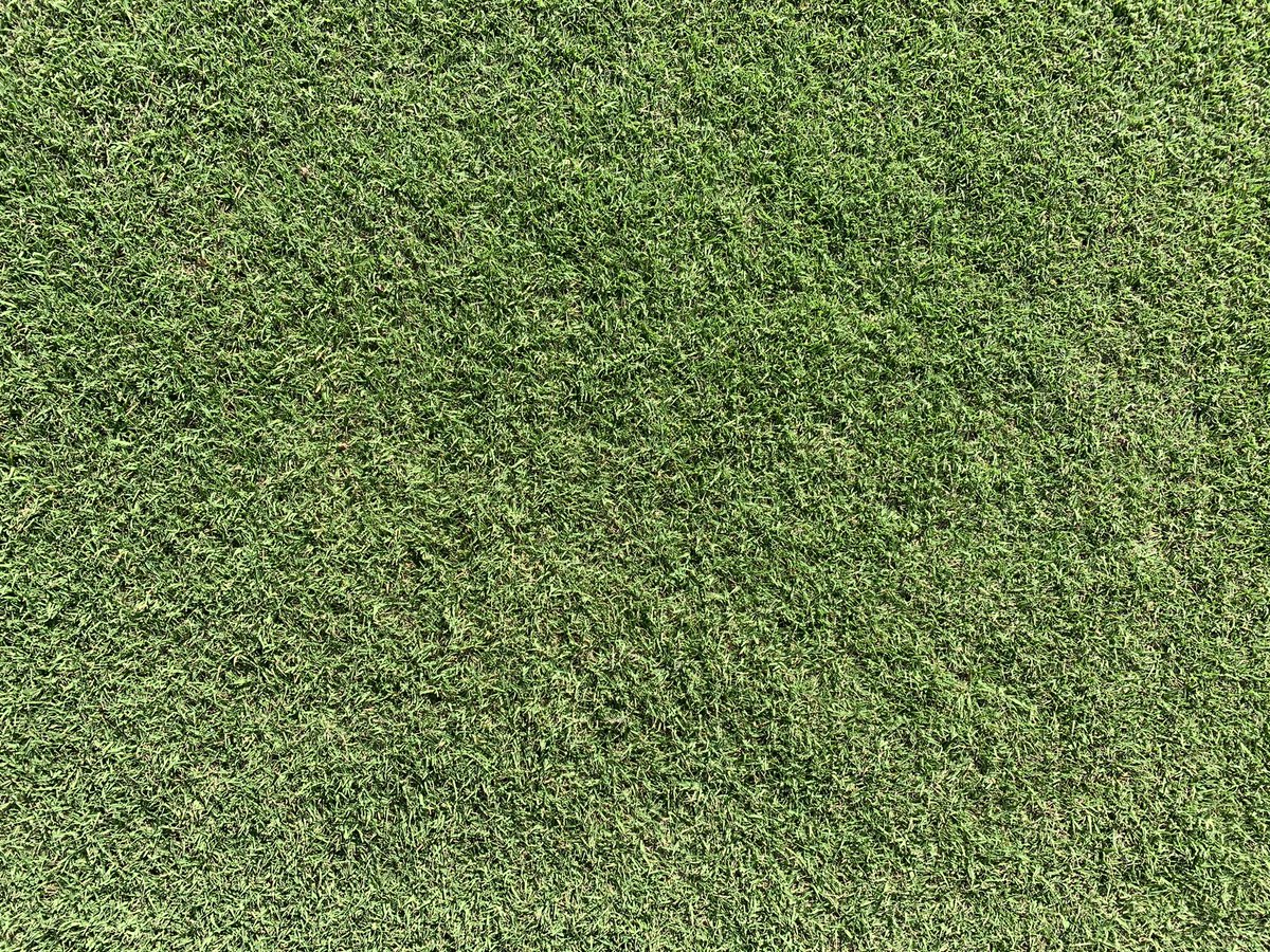 BZturf's tweet photo. One week post ambient plus and extreme green app. 😎😎 @scottdotdotson @SimplotTurf https://t.co/NEaYFizlKp