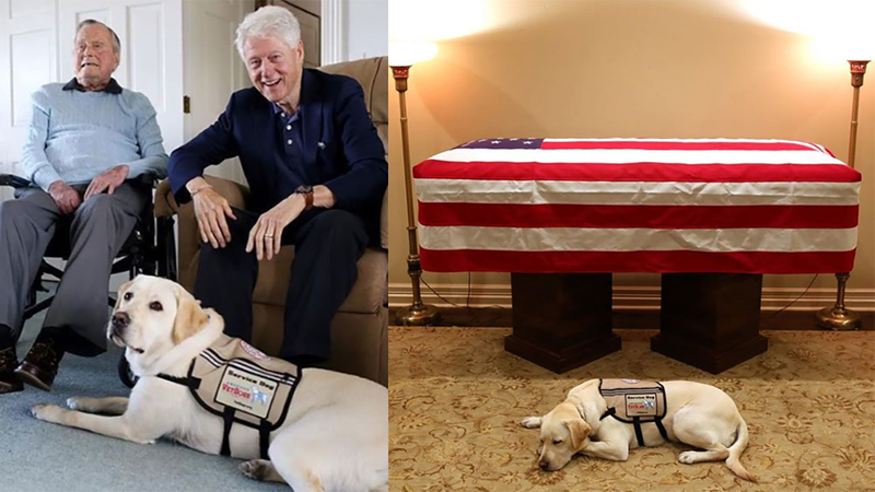 Whatfat Hachi A Twitter 同じポーズ 故ジョージ H W ブッシュのサービスドッグだったsullyの銅像がveteran S Dayを記念しamerica S Vetdogs キャンパス Ny で公開された 銅像はこれで二つ目 George Bush Presidential Library And Museum In College Station