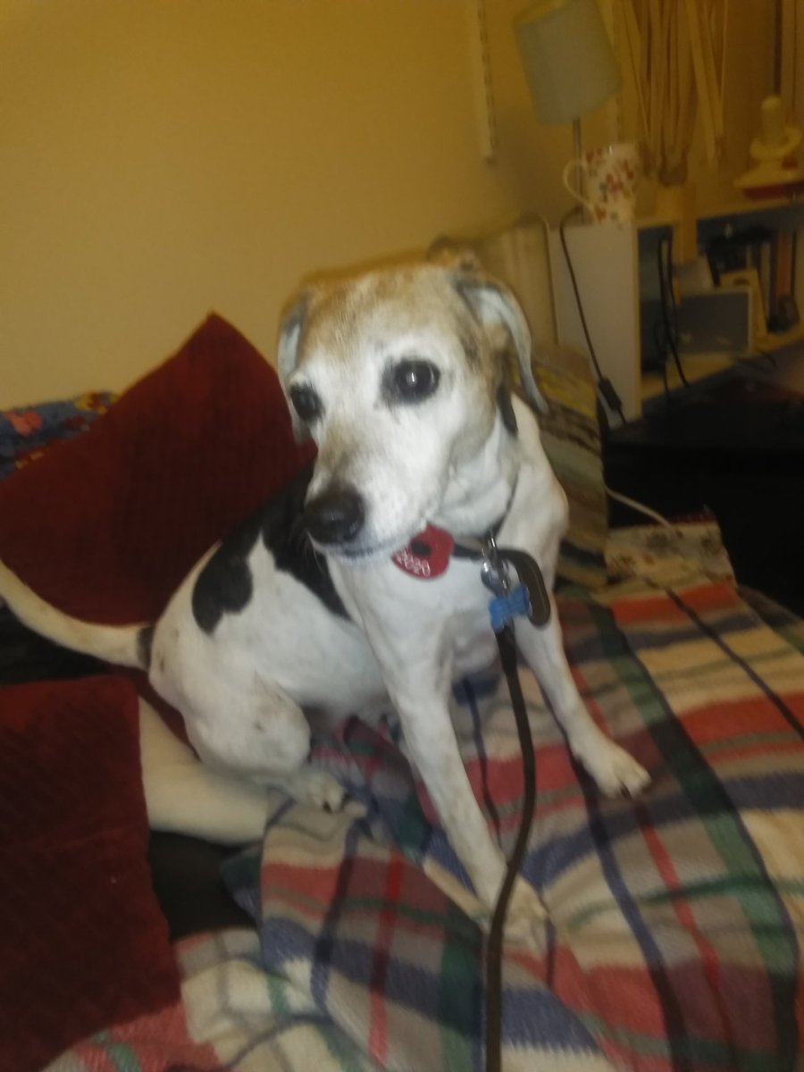 beeandbuzz's tweet image. Happy 14th Birthday Buzz!!