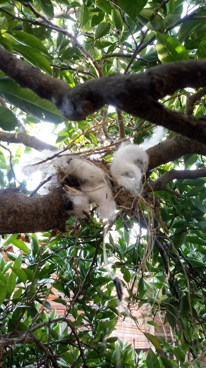 EuniceSouza897's tweet image. Não é o ninho mais lindo do mundo eu sei  mas é na minha laranjeira!!!
A natureza é perfeita 😍
#passarinhos #meuquintal #natureza