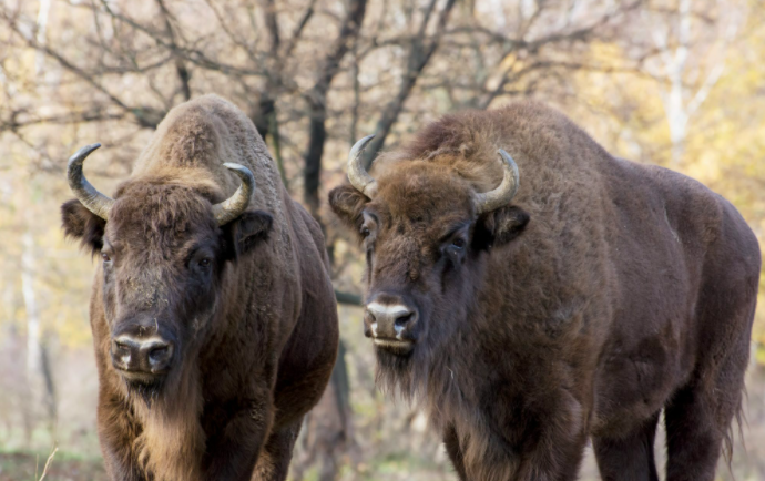 SarahHi21395607's tweet photo. Exciting news for #rewilding! @KentWildlife &amp; @WildwoodTrust plan to import and release European bison at Blean Woods, a former pine wood plantation near Canterbury by 2022 to serve as ecosystem engineersm making more suitable habitats for other species #2020EBE #Bison https://t.co/L4BHsE0PLK