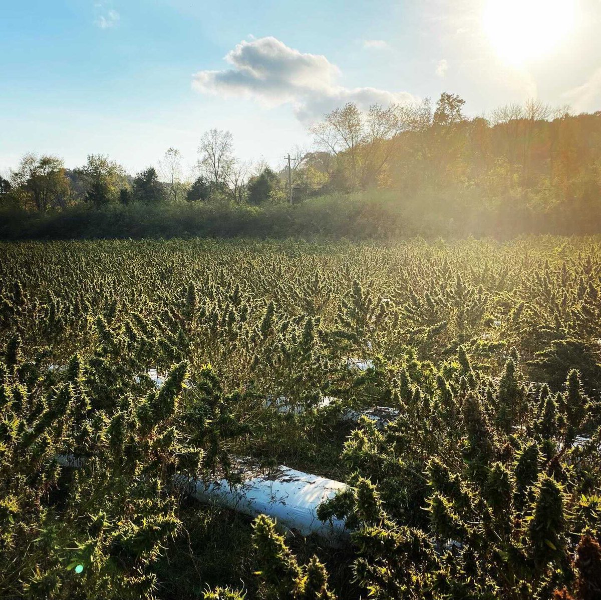 ShakeColab's tweet photo. A new collaboration is in the works with a fab female hemp grower in Tennessee! Stay tuned for a women’s wellness journey coming this fall! Our bud Tig is also speaking on a panel with the TN Growers Collation this month. @tngrowerscoalition Deets to follow. https://t.co/OUM6VI4VnJ