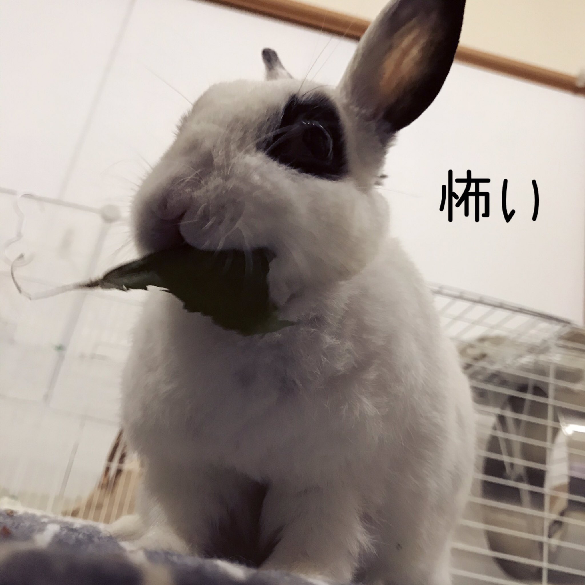 チロチョン 生野菜食べないチロチョン うさぎなお友達にいただいた 新鮮野菜食べてるーっ 嬉 チロチョンの写真撮るの難しくて 怖い ぶれる 時々かわいい 実物はかわいいしかないのに うさぎ Rabbit パンダウサギ T Co Dsblbinbko Twitter