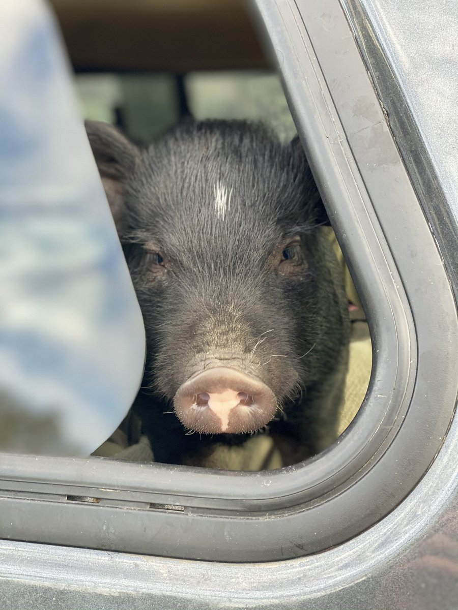 neubarf's tweet photo. Pig in the parking lot!! https://t.co/1JcSs2WuRP