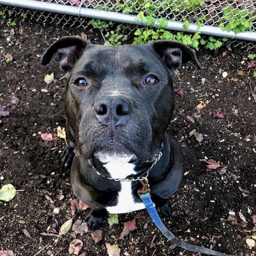 Handsome and homeless 💔 please rt to help me find a home! Ripley needs an active home with a playful dog. Kids 17+ Town of Hempstead Animal Shelter, Wantagh NY 516-785-5220 email adoption@tohmail.org #longisland #newyork <a href="/dogfather/">matt</a> <a href="/KeithOlbermann/">Keith Olbermann</a>