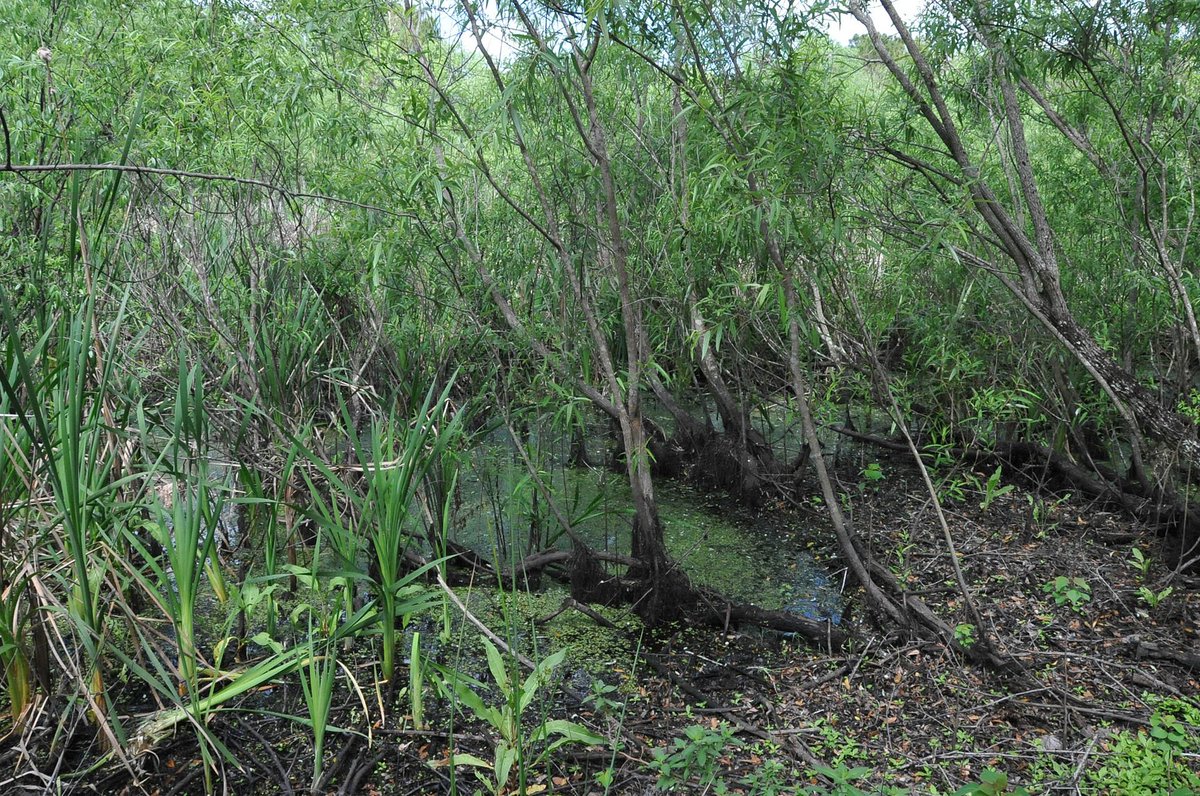 There are some partial ones from Florida, though. They're in Windover pond, which has a bunch of peat at the bottom of the pond.