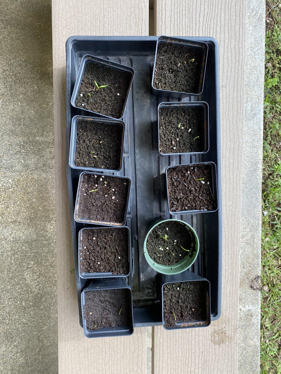 palmertrinity's tweet photo. plants have been damaged by unknown herbivore/omnivore:((

we suspect a peacock!🦚✨
@GrowBeyondEarth @FairchdChallnge https://t.co/tAn1Ihm2Sj