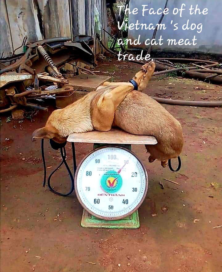 PatStrauss3's tweet photo. @MaryJoe38642126 @StaceyPlaskett @HouseAgDems @HouseForeign Please consider #HConRes71, the #dogcatmeattrade is #hell.
Urge all #nations to follow it. These #animals are #boiled, #skinned, #hanged and #beated #alive. https://t.co/ewXd7LnzUh