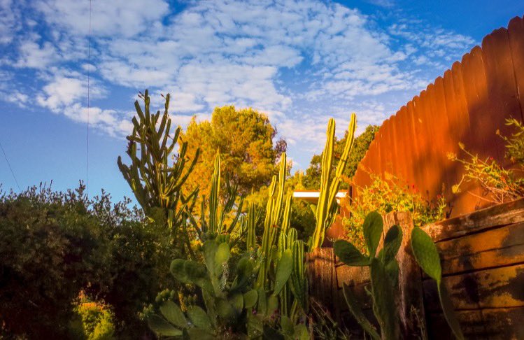 richardgreenla's tweet photo. Cacti🌵 Garden 
.
.
.
.

#welivetoexplore #canonusa #aov #nature_perfection #naturelover #hiking #wanderer #awesomepix #depthsofearth #passionpassport #photography #wildlifephotography #cacti #cactiofinstagram #cactis #richardgreenla #topangacanyon #malibu #garden https://t.co/umVzWTDgd4