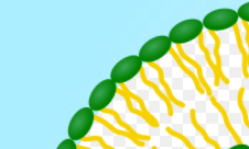 TCentrosome's tweet photo. Ladies and gentlemen: the garbage truck of the cell

Isn't it funny how we all know who I'm talking about even from this super cropped photo?

#BushCellElection2020 https://t.co/ZbJU151rXL